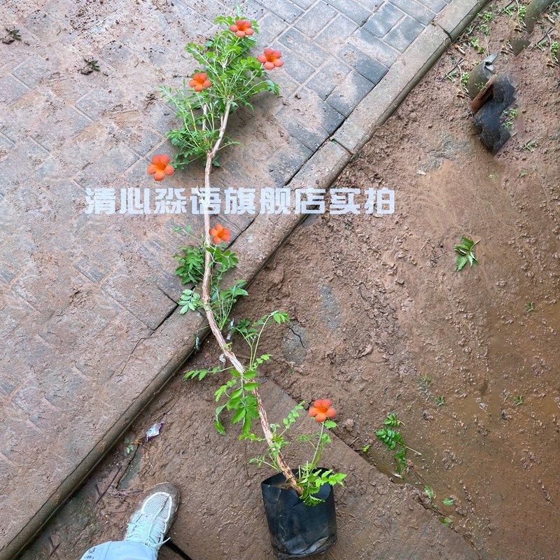 凌霄花苗炮仗花爬藤植物四季开花花卉庭院阳台攀援盆栽树苗耐寒