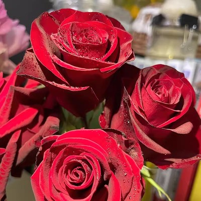 高原红月季切花灌木红色高杯状庭院阳台盆栽四季开花玫瑰花苗