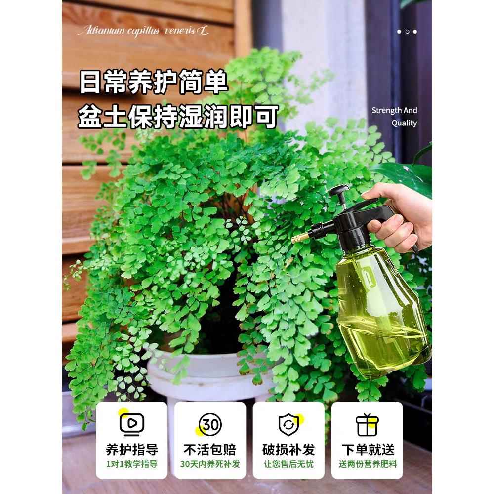 铁线蕨禄植盆栽客厅吸甲醛绿植凤尾蕨铁丝草室内耐寒耐阴蕨类植物