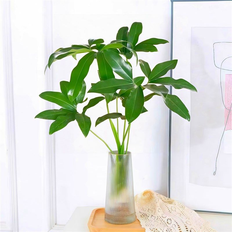 印第安羽毛水培植物室内好养活绿植盆栽办公桌面五子登科四季常青,鲜花速递/花卉仿真/绿植园艺,绿植,淘宝优惠券,粉丝福利购,淘宝优惠卷