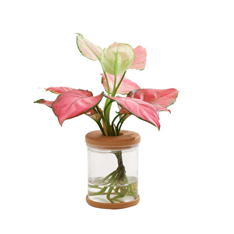 水培植物盆栽网红四季好养水培吉利红室内花卉小绿植办公桌面摆件