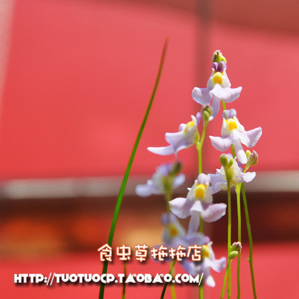 盆栽-食虫植物-瓦堡狸藻 (2cmx2cm) 花外形宛若淡紫兔子带黄领结