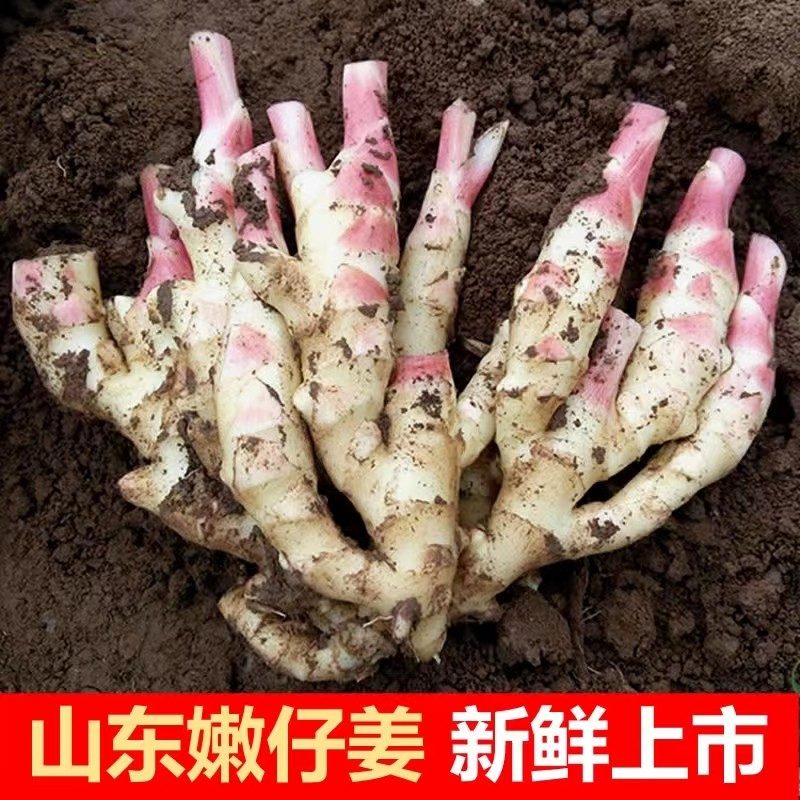 红芽嫩姜山东子姜新鲜仔姜生姜现挖现卖可食用醋泡鲜姜