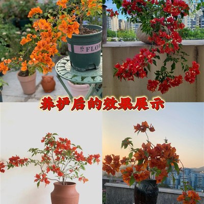 桑巴三角梅 热火桑巴 橙桑巴 紫红桑巴室外阳台四季勤花爬藤植物