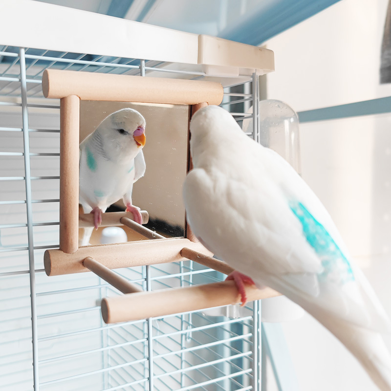 鹦鹉实木站杆镜子悬挂架解压玩具互动中小鸟笼子玄凤牡丹虎皮用品