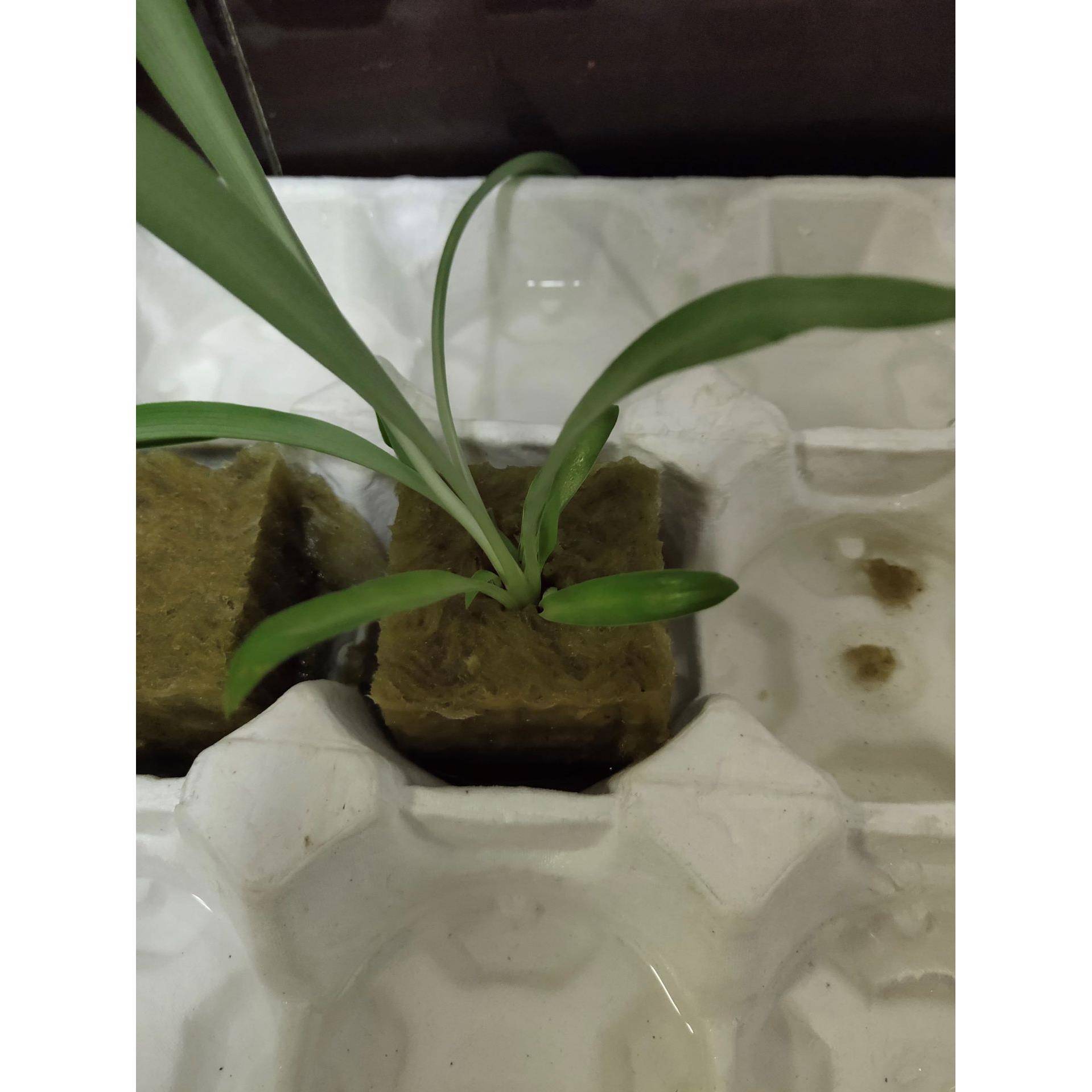农业种植用岩棉植物块25×25×25育苗扦插光生态专业环保透气