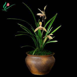 建兰兰花苗四季小桃红浓香卉盆景栽土绿带草植物花苞名贵春墨芳香