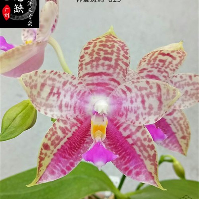 B12  Phal.j Lyndon Mix Zebra '819' 林登斑馬 '819'