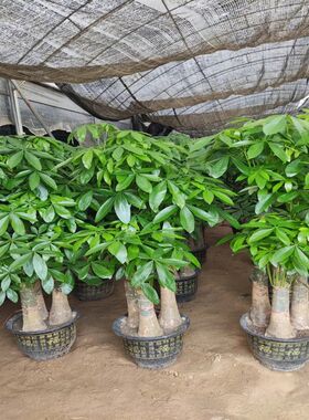 发财树大棵客厅大盆栽大型绿植z室内办公室盆景乔迁开业植物含盆
