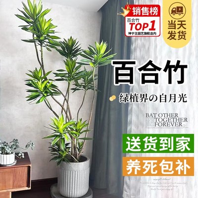 百合竹客厅绿植大盆栽室内大型落地式大盆栽造型老桩旺宅真花树苗