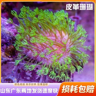 珊瑚活物荧光长须绿草皮闪千手密须皮革纽扣手星花奶嘴海水缸新手