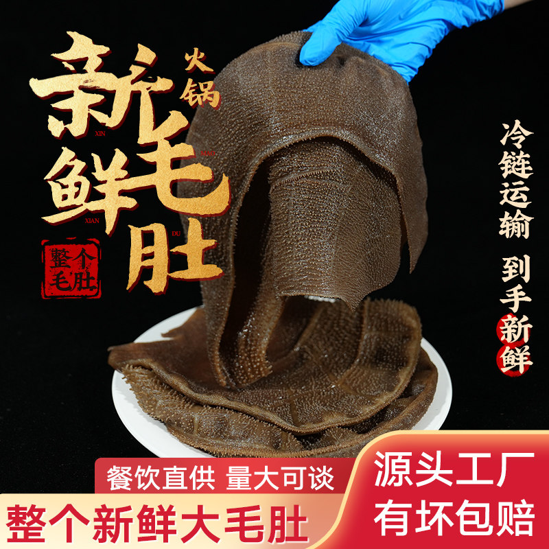 鲜毛肚整个大叶片黑千层新鲜牛肚批发牛杂牛百叶商用重庆火锅专用