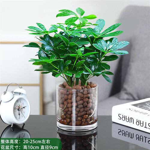 八方来财鸭脚木四季常青办公室内阳台绿植盆栽花卉发财树苗招财树