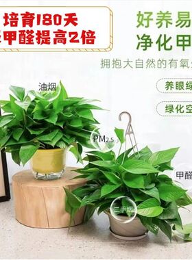 绿萝植物室内吸甲醛专用盆栽大盆绿植物新房花卉家用办公桌面专用