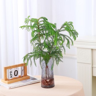 水培植物南洋杉盆栽室内桌面好养绿植花卉盆栽净化空气四季常青