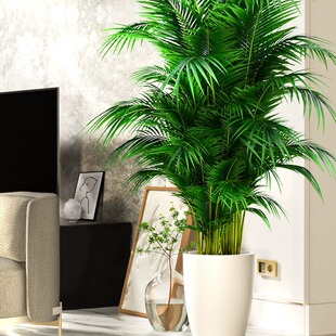 散尾葵植物盆栽客厅大型绿植室内落地凤尾竹真花卉除甲醛四季常青