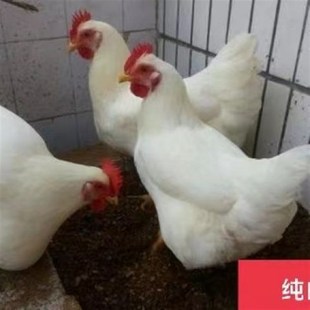 散养花柴鸡白羽鸡纯白色母鸡2-3斤正在产蛋的鸡观赏鸡蛋鸡土白鸡
