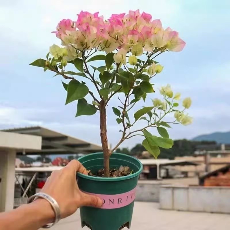 (绿樱)三角梅小苗三角梅带花盆栽大苗重瓣室内阳台庭院树苗