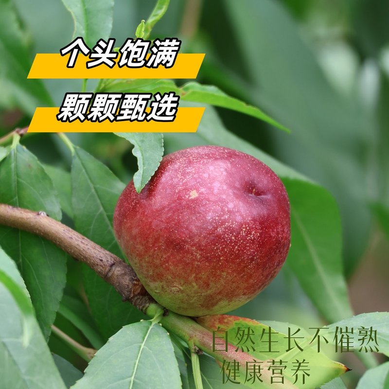 【甜脆爽嘎嘣脆】山西珍珠枣油桃新鲜水果现摘现发正宗产地直发