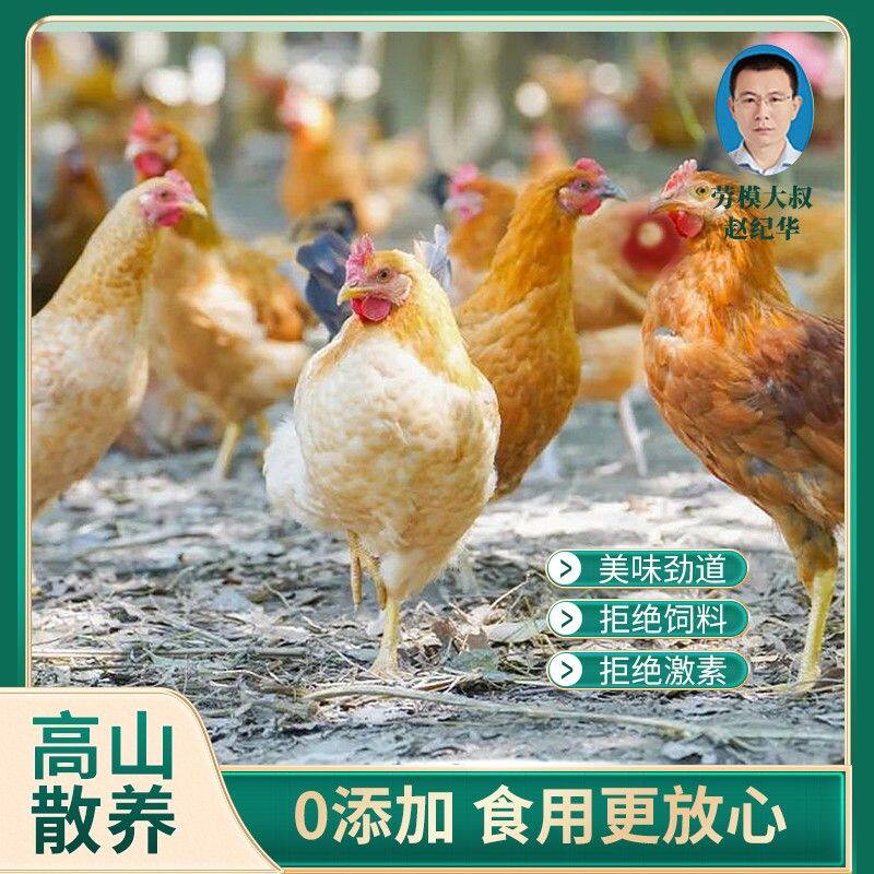 劳模大叔【买1赠1】2年散土鸡老母鸡 2只净重4斤以上