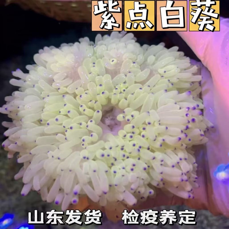 紫点白葵公主葵海水生物奶嘴海葵小丑葵红奶嘴海葵地毯海葵