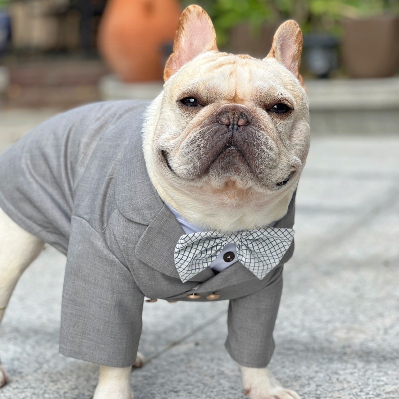 狗西装礼服纸样狗狗绅士西服图纸宠物泰迪金毛法斗结婚纱样版模版