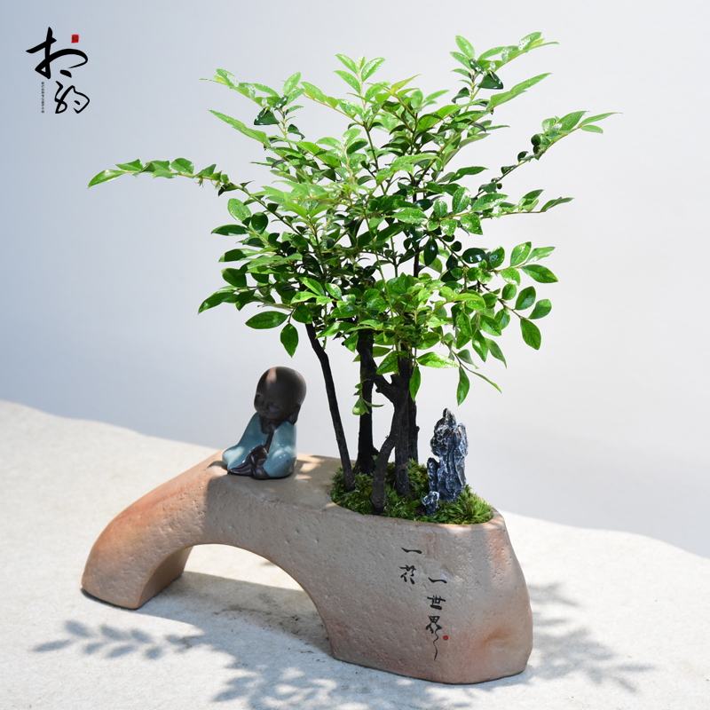 小叶紫檀盆景黑骨茶盆栽老桩盘景室内四季常青书房阳台好养植物