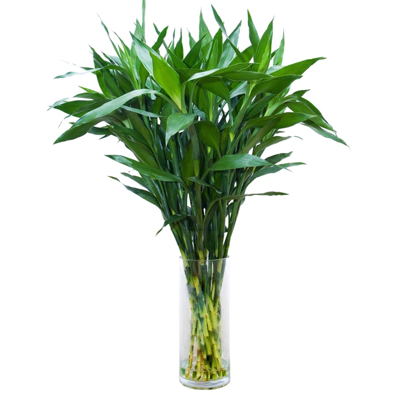 富贵竹室内桌面办公桌卧室绿色水培植物四季常青净化空气大叶竹
