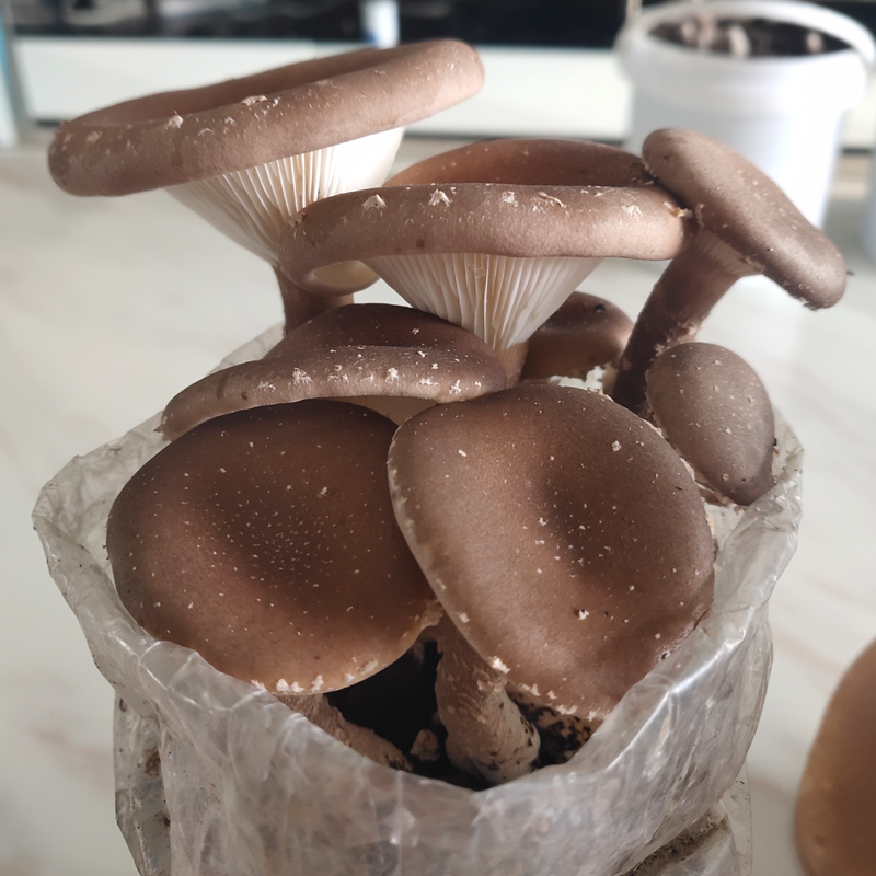 猪肚菇大伞菌包阳台种蘑菇种植菌种包袋菌棒家庭食用菌菇菌种棒