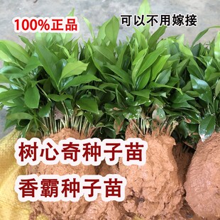 绿奇楠沉香小苗沉香芽苗香霸树心奇小I苗沉香种子名贵树种白奇楠