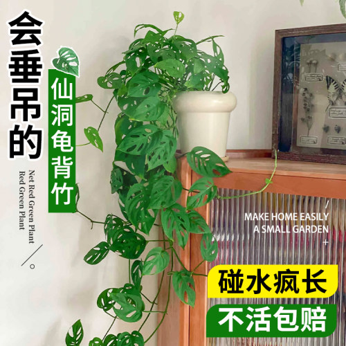 仙洞龟背竹盆栽爬藤植物室内好养四季观叶垂吊绿植适合懒人养的花