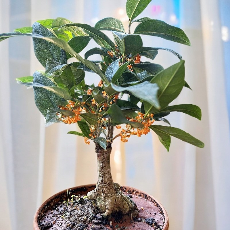 四季丹桂花盆景盆栽红天香绿植花卉四季开花阳台室内日香桂花月桂