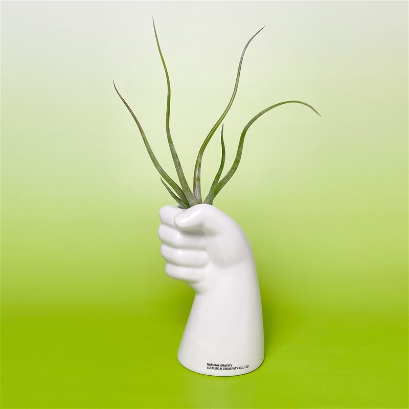 自然引力-握了个草空气凤梨美杜莎无土栽培植物盆栽懒人好养