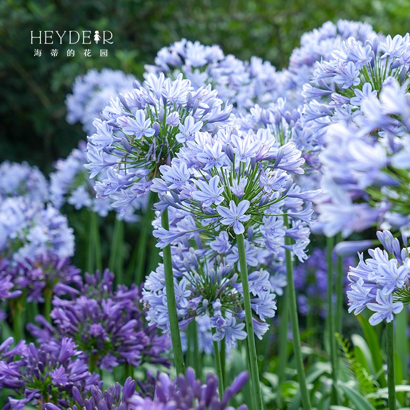 海蒂的花园菊花多年生宿根带花洋菊盆栽夜来香阳台庭院好养植物