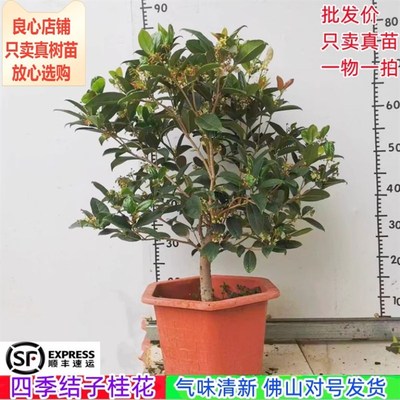 桂花苗正宗结子桂花四季开花味清新自然南方阳台庭院盆栽地栽树苗