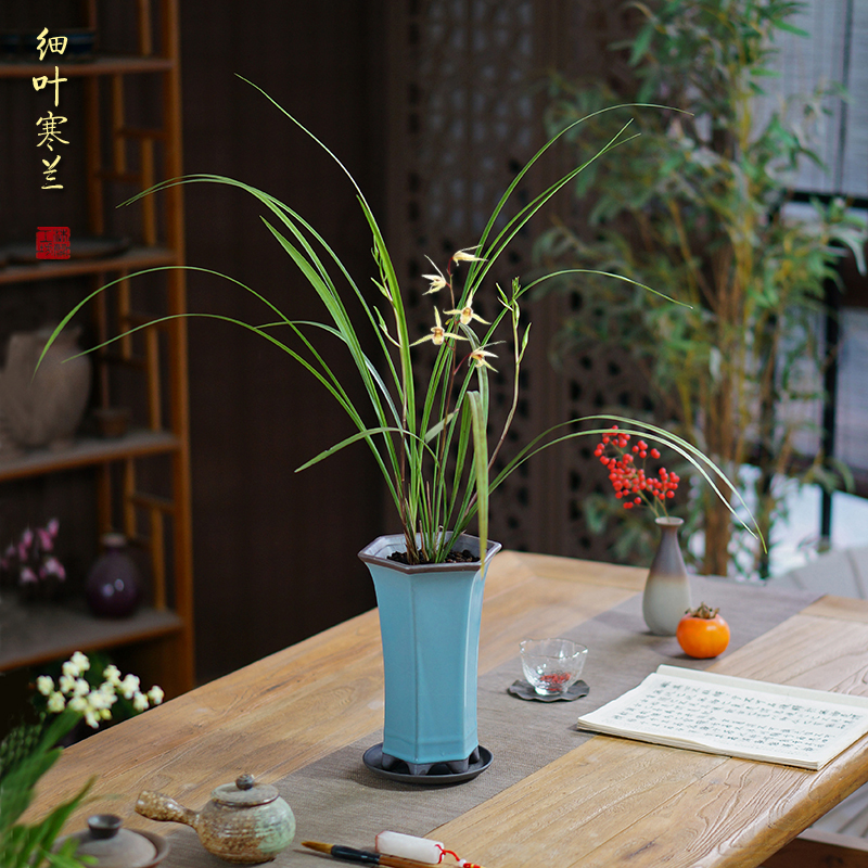 细叶寒兰国兰中式桌面高端兰花盆栽带盆栽好客厅书房茶室盆景植物