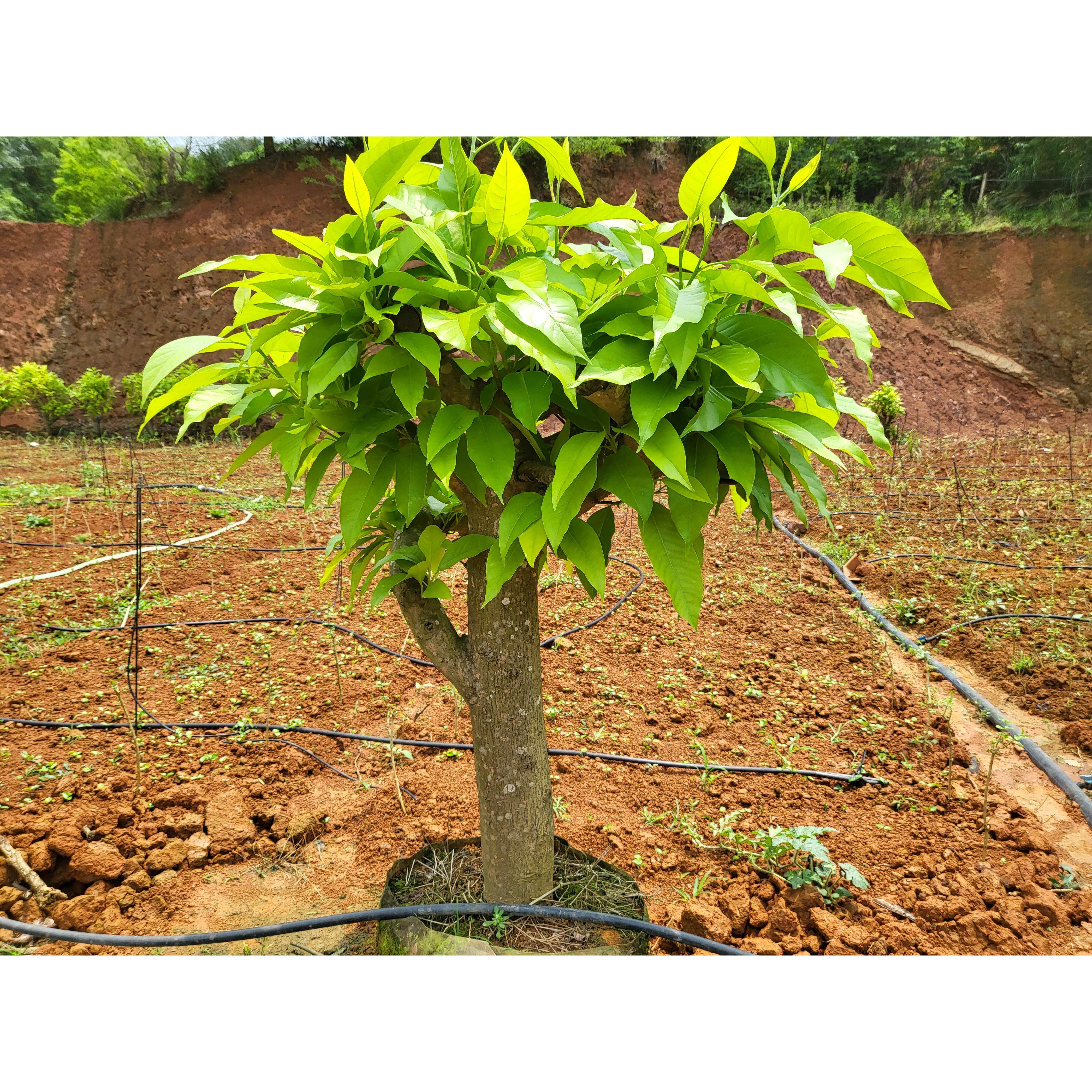 白兰花盆栽老桩带花苞室内庭院浓香型花卉四季开花植物