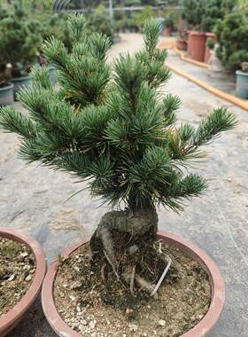 精品五针松大板松盆景盆栽庭院植物