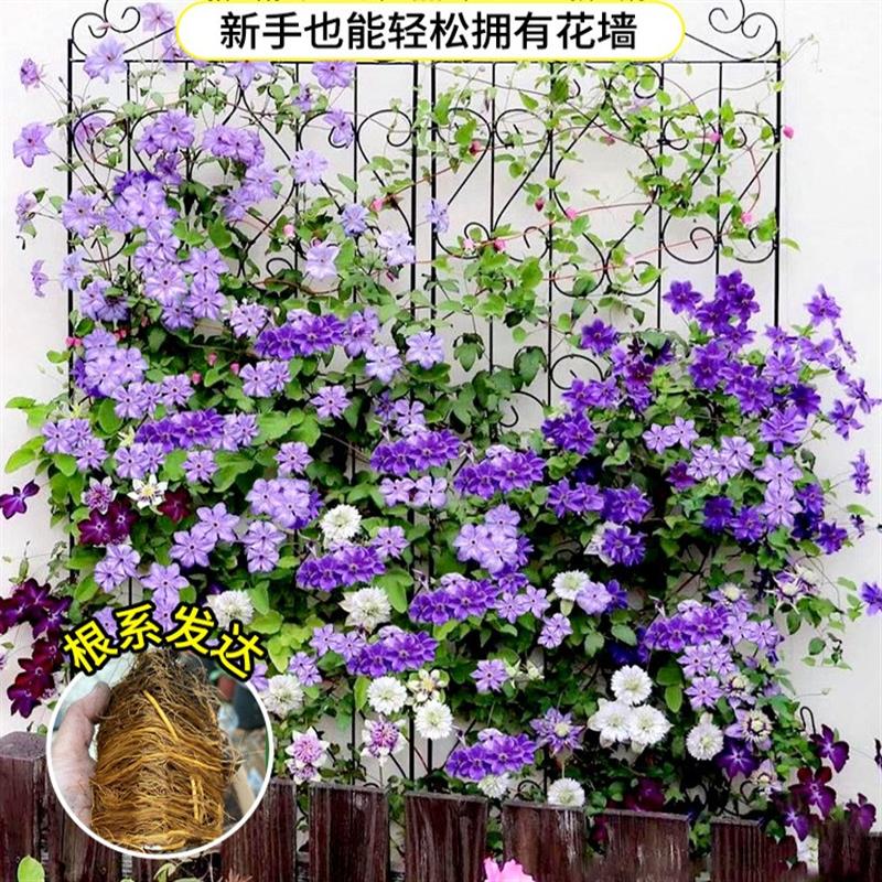 倒影铁线莲大苗带花苞乌托邦约瑟芬新款盆栽爬藤植物四季开花大苗