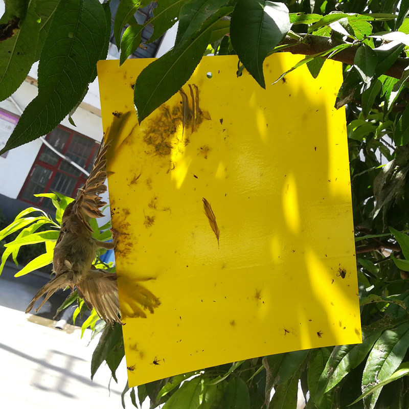 强力双面粘虫板黄色诱虫板黄板蓝板果园大棚菜园果蝇贴实蝇粘胶板,鲜花速递/花卉仿真/绿植园艺,其它园艺用品,淘宝优惠券,粉丝福利购,淘宝优惠卷