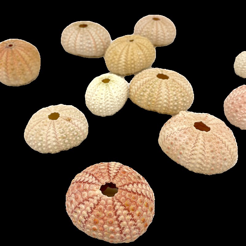 寄居蟹装饰爬宠海胆海星造景装饰可食用补钙营养可爱造型粉色绿色