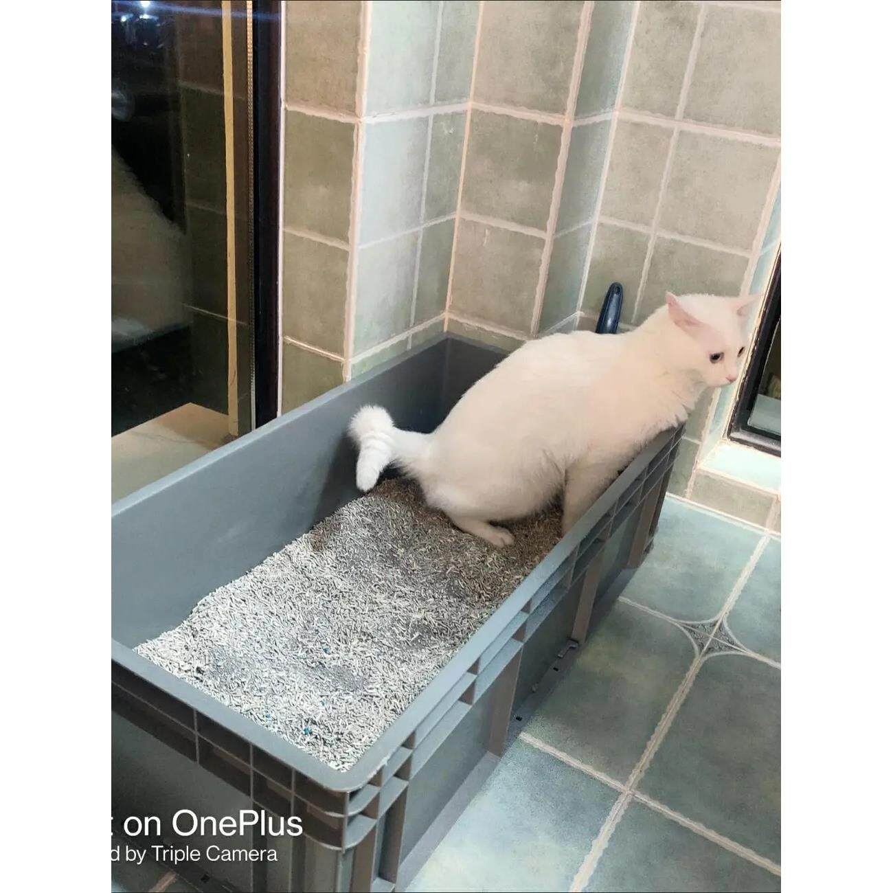 猫砂盆超大号特大号80cm缅因集装箱超级大尺寸周转物流箱巨型100