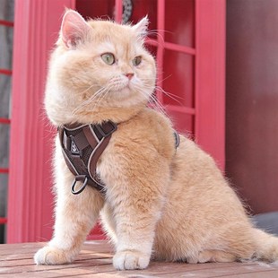 猫咪牵引绳防挣脱外出溜猫绳宠物背带链子可调节网红遛猫神器