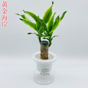 水培植物黄金海岸招财盆栽巴西木螺纹铁幸运木办公室桌面净化空气