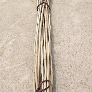 新鲜桑树枝桑枝野桑树棍经络养生拍打扣痧棒按摩锤推擀点穴中医推