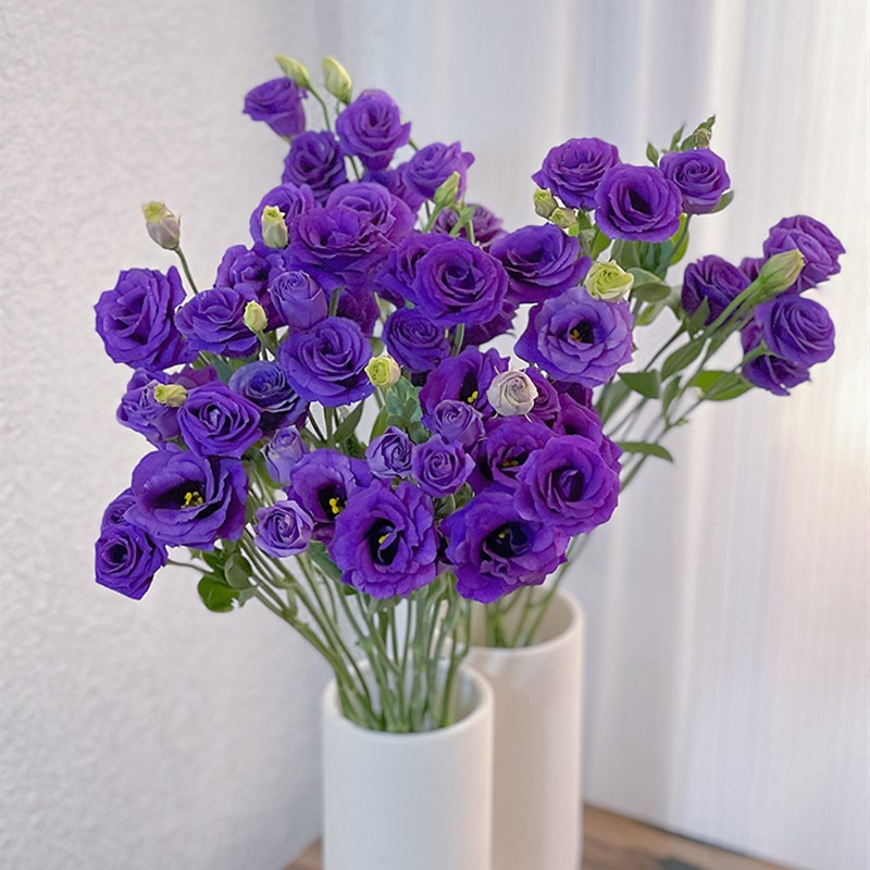 稀有小众高级绝色深紫色洋桔梗鲜花云南斗南直发插花水养节日送花