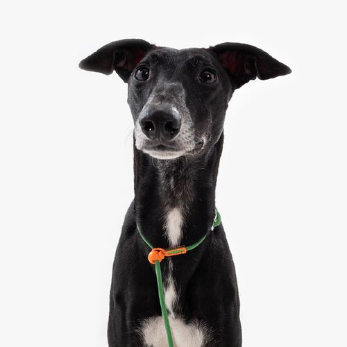 maogoublue狗狗p绳中小型宠物犬防爆冲训犬遛狗p链新手幼犬牵引绳