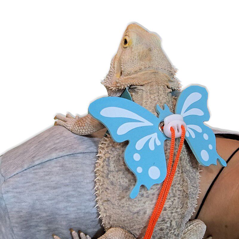 爬虫蜥蜴牵引绳鬃狮蜥蓝舌外出牵引带遛蜥蜴绳爬宠牵绳带翅膀背带