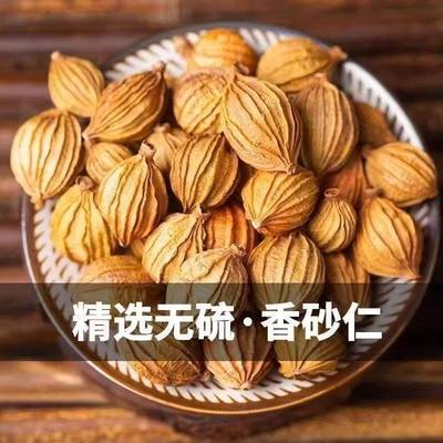 砂仁正宗阳春特产材野生沙