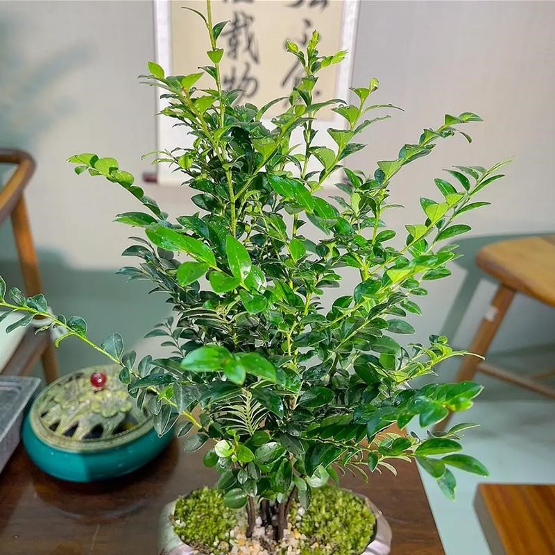 丛林小叶紫檀黑骨茶绿植盆栽客厅四季室内种植桌面盆景植物摆件q